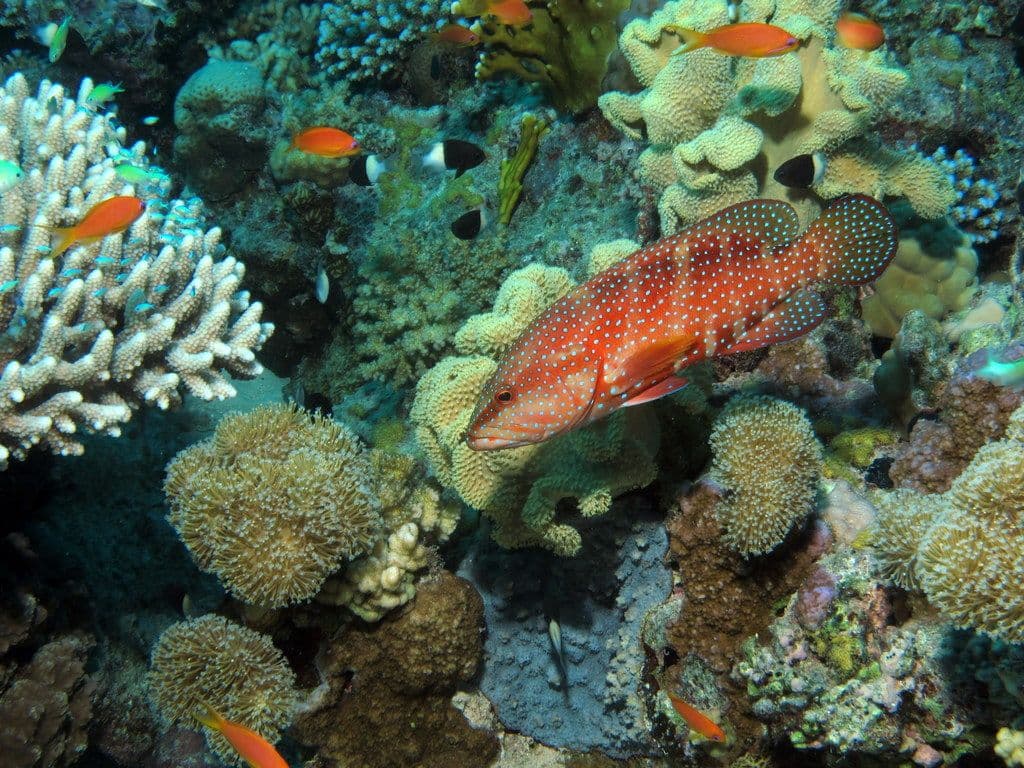 Rode Zee bij Hurghada, Egypte